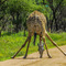 Western Corridor, Serengeti NP